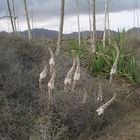 Fleurs parmis les agaves