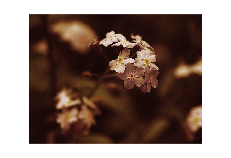 fleurs pour toi...