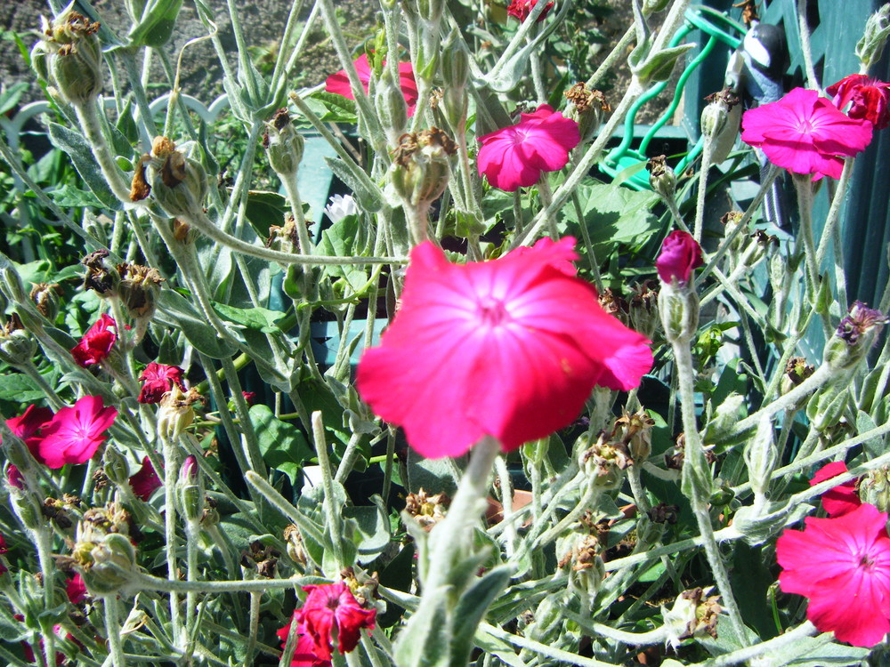 fleurs pourpre