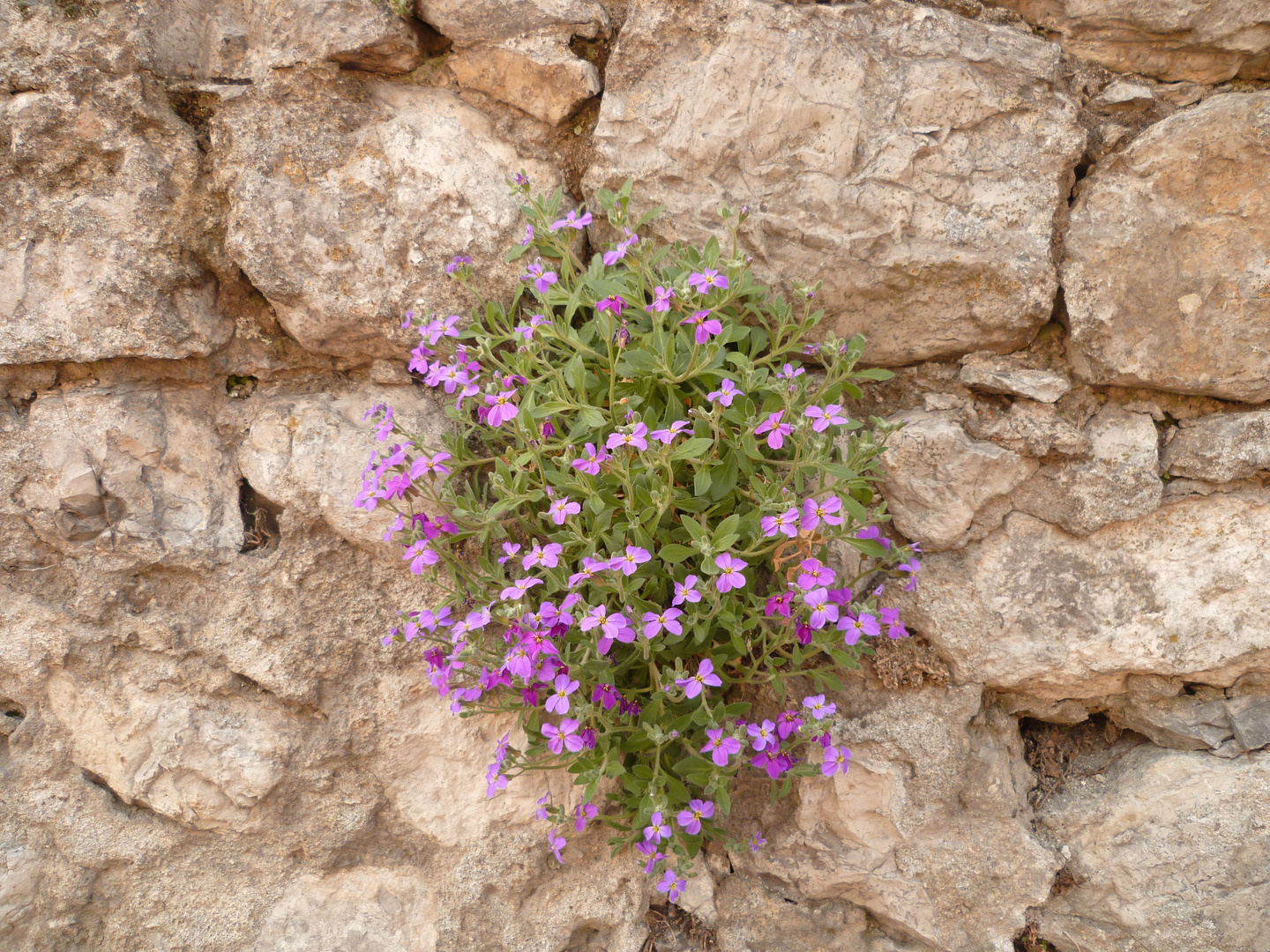 Fleurs poussant dans le mur ...