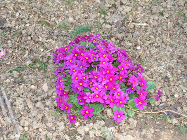 Fleurs précoces