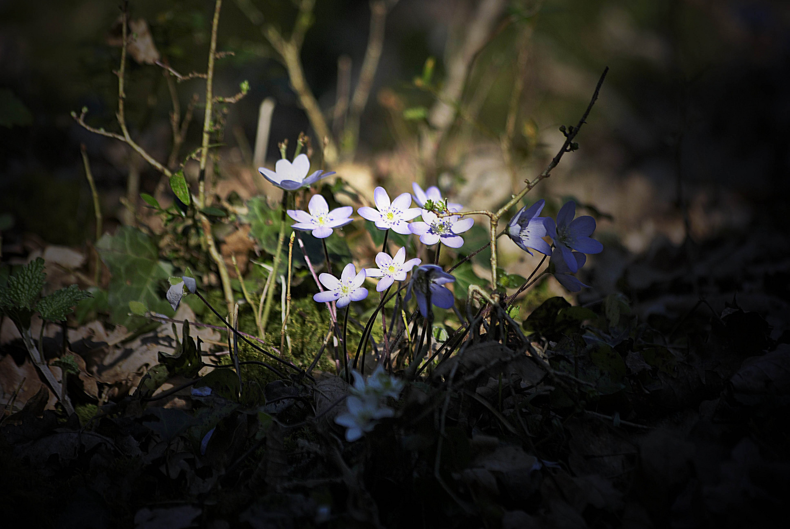 Fleurs printanière