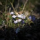 Fleurs printanière