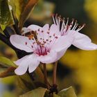 Fleurs rose de Prunus