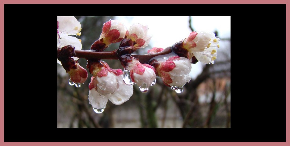 Fleurs rosée