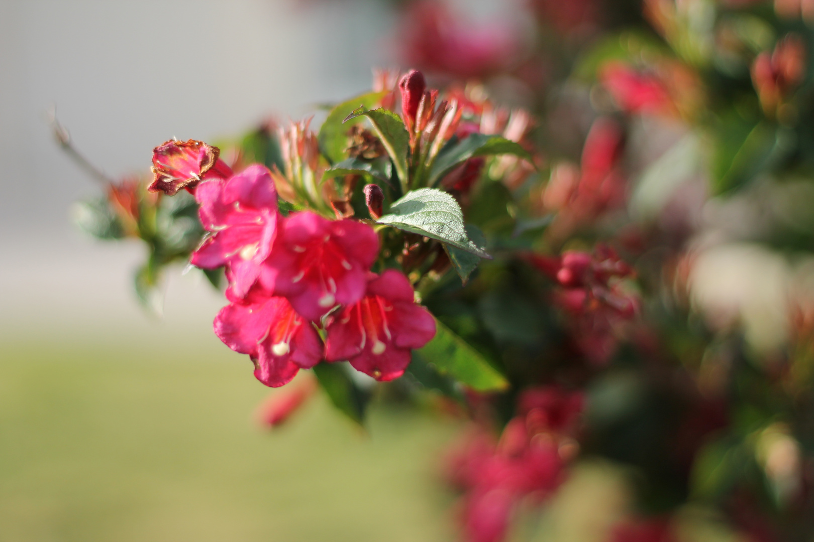 Fleurs roses.