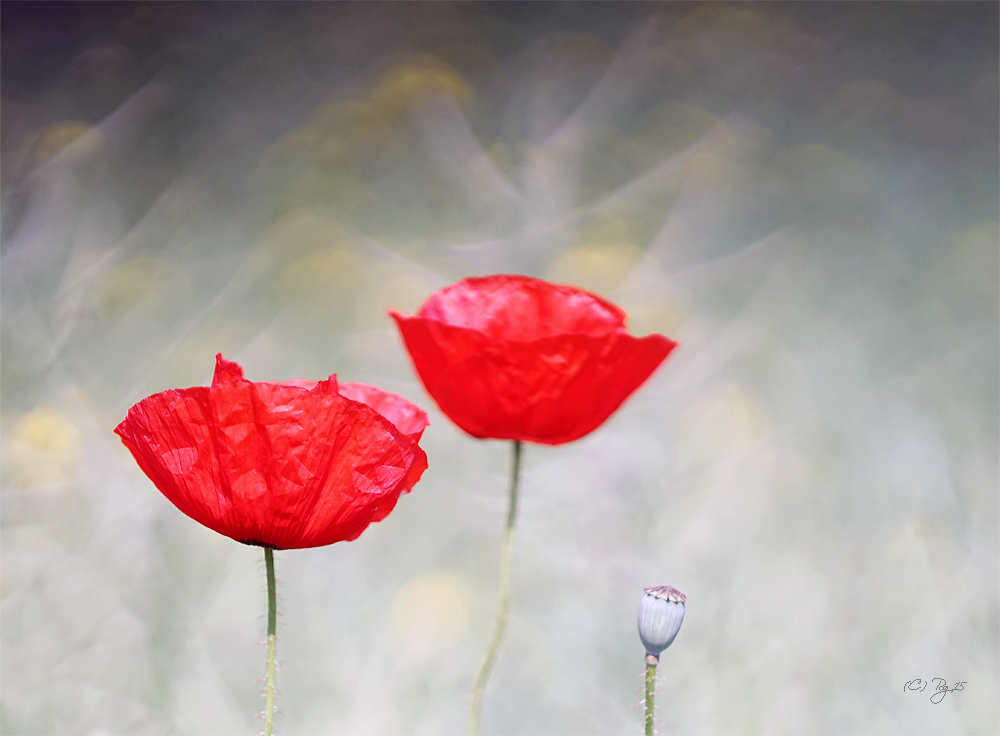 fleurs rouges