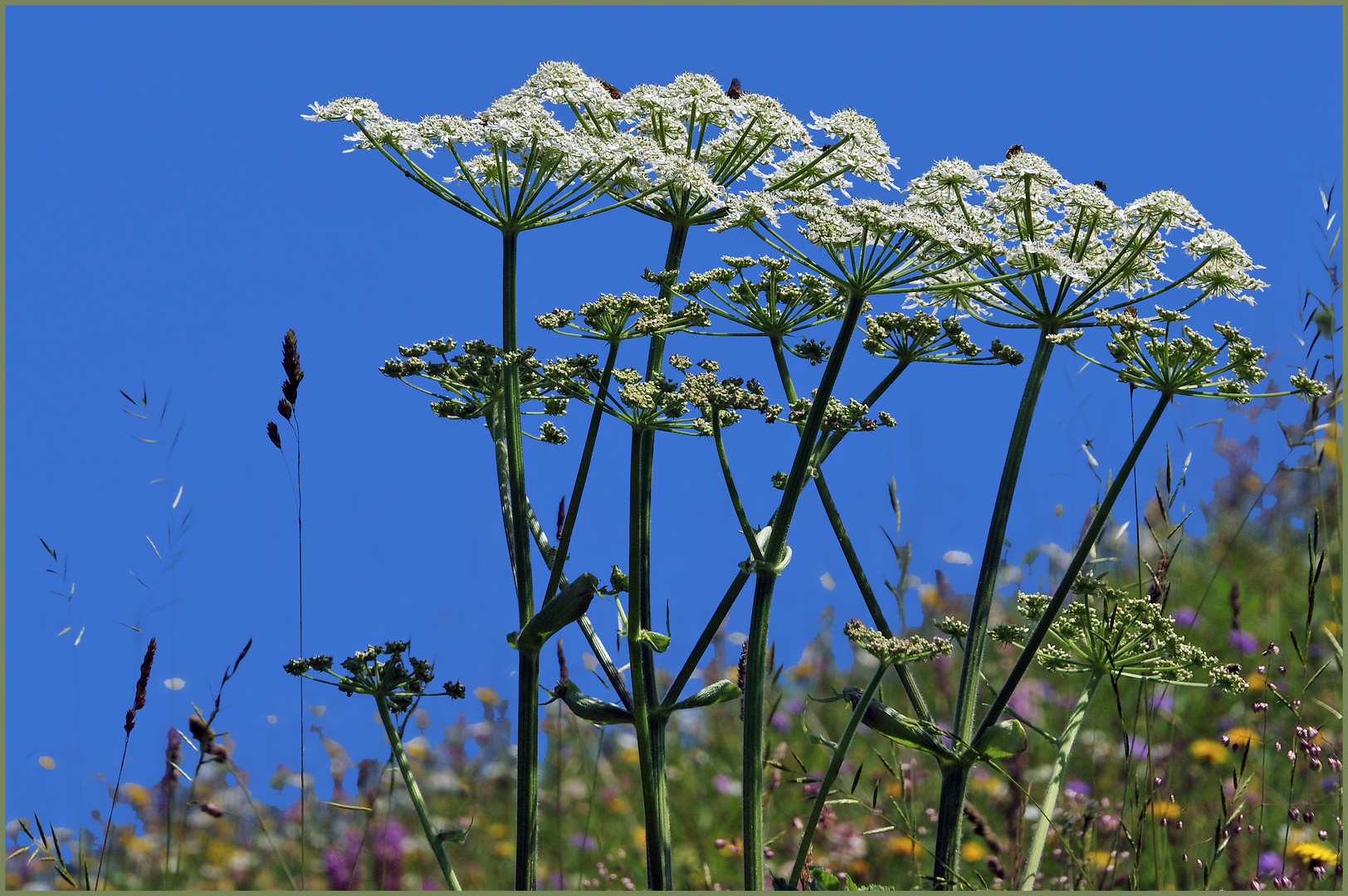 fleurs rustiques  des alpages ....