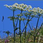 fleurs rustiques  des alpages ....