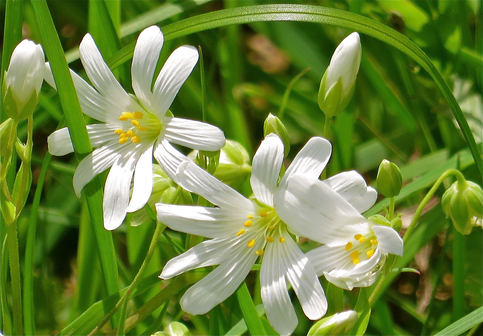 ... fleurs sauvage !!!...