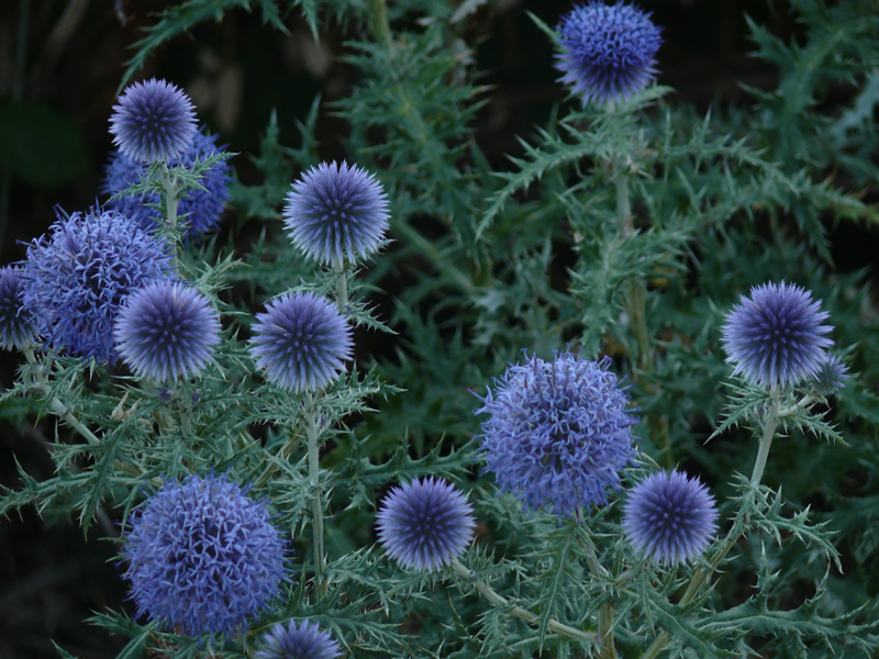 fleurs sauvage