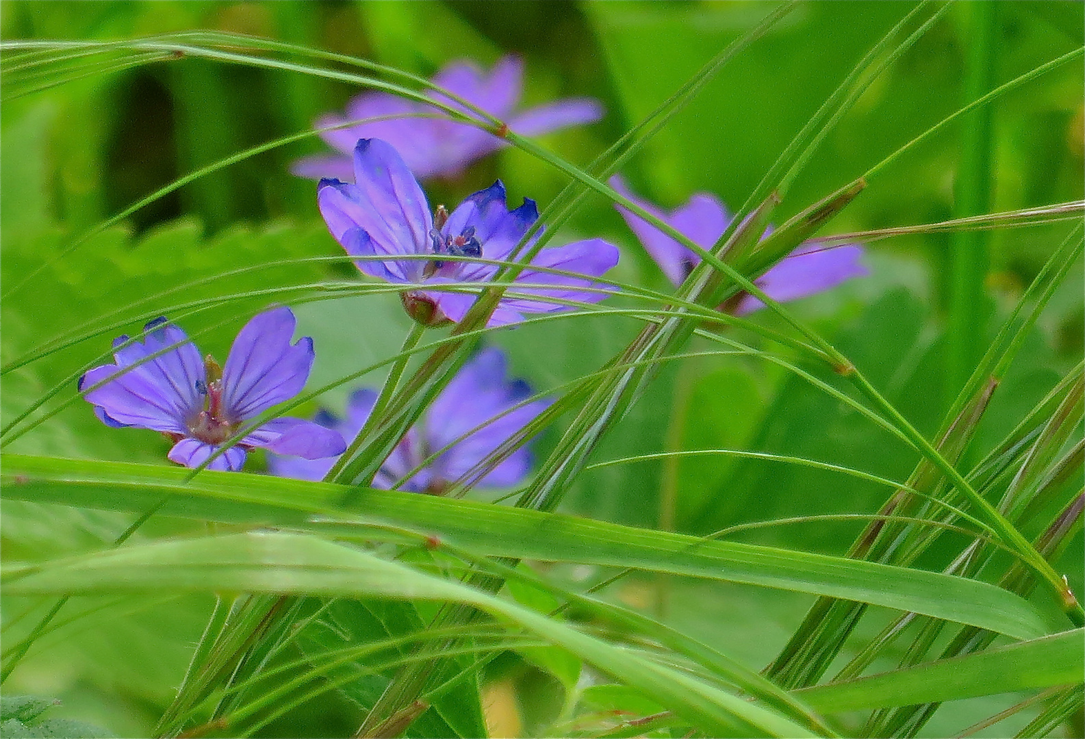 ... fleurs sauvage !!!...