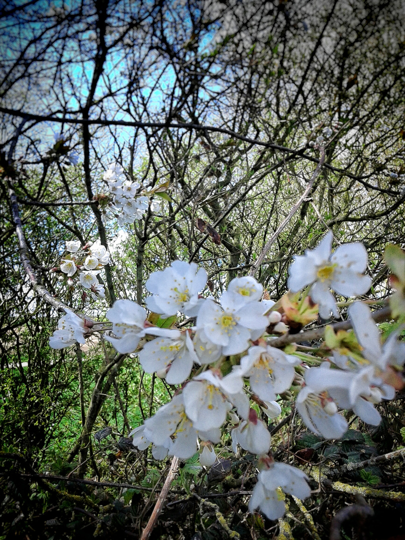 Fleurs sauvage