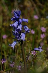  fleurs sauvages