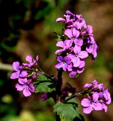 Fleurs Sauvages