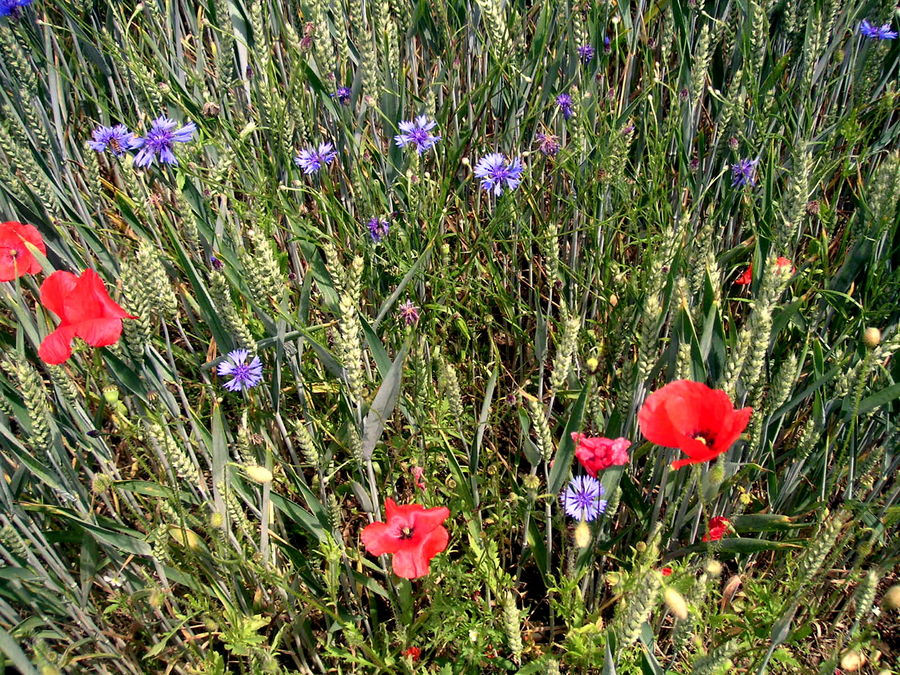 fleurs sauvages