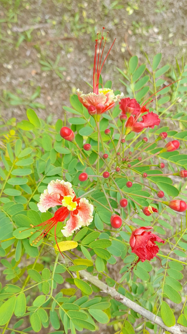 Fleurs sauvages