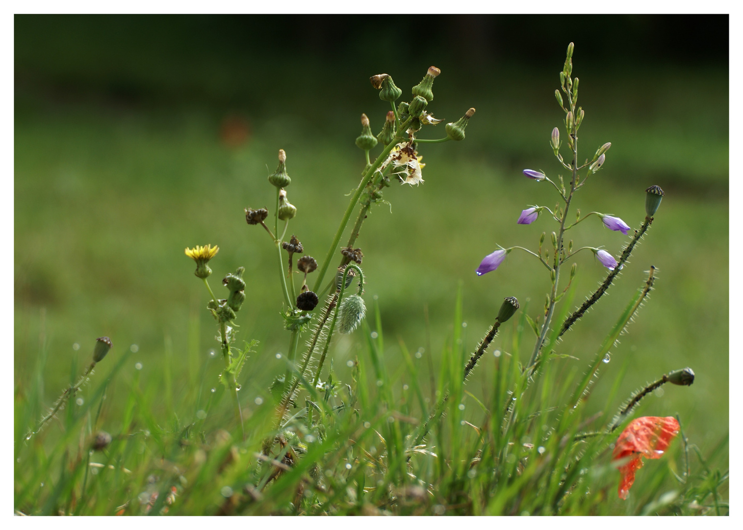 fleurs sauvages