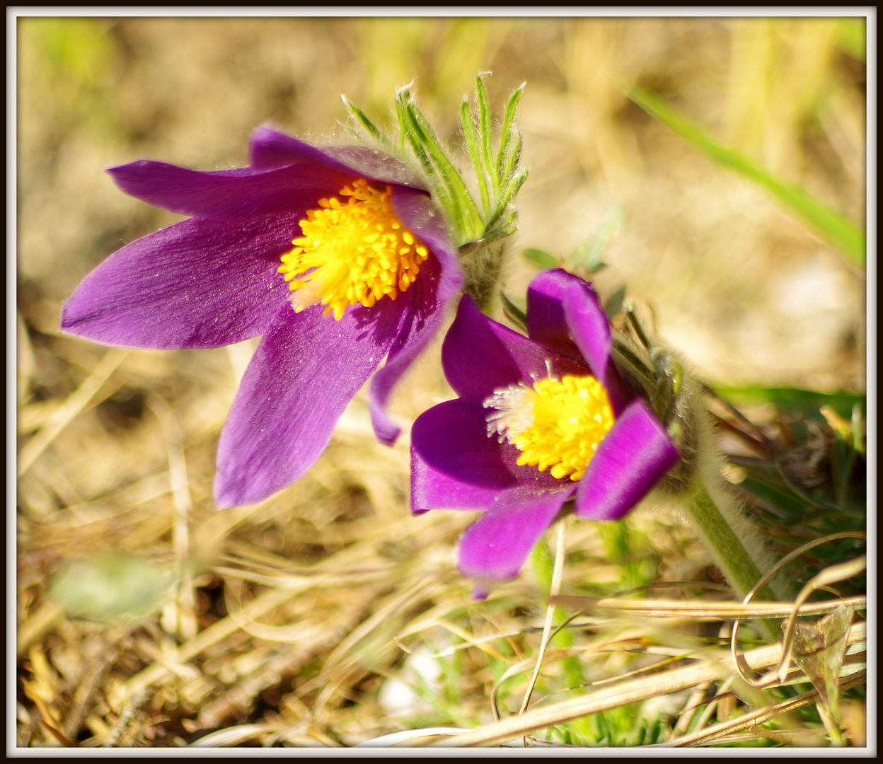 fleurs sauvages