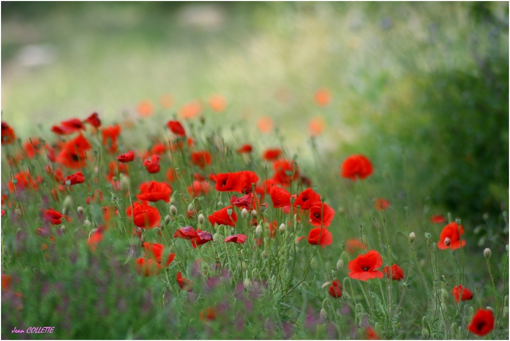 Fleurs sauvages.