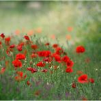 Fleurs sauvages.