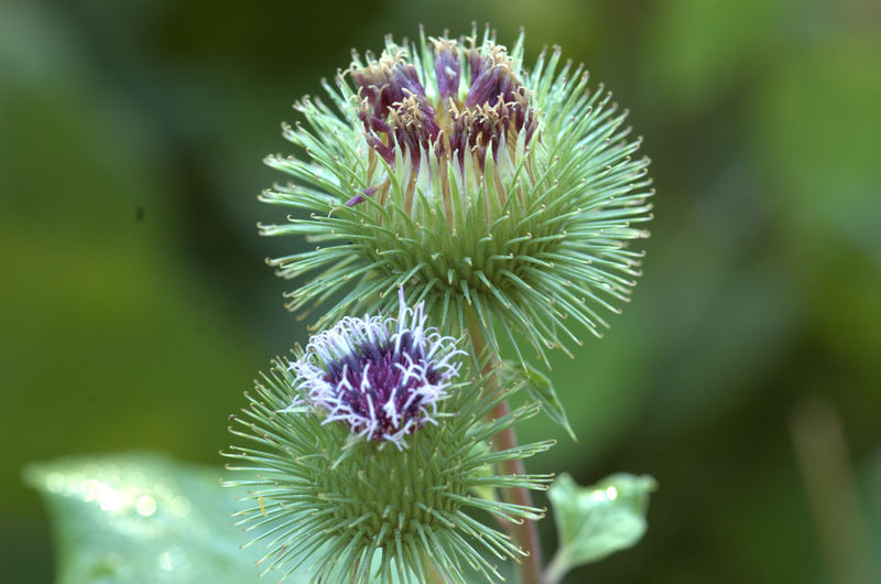 Fleurs sauvages