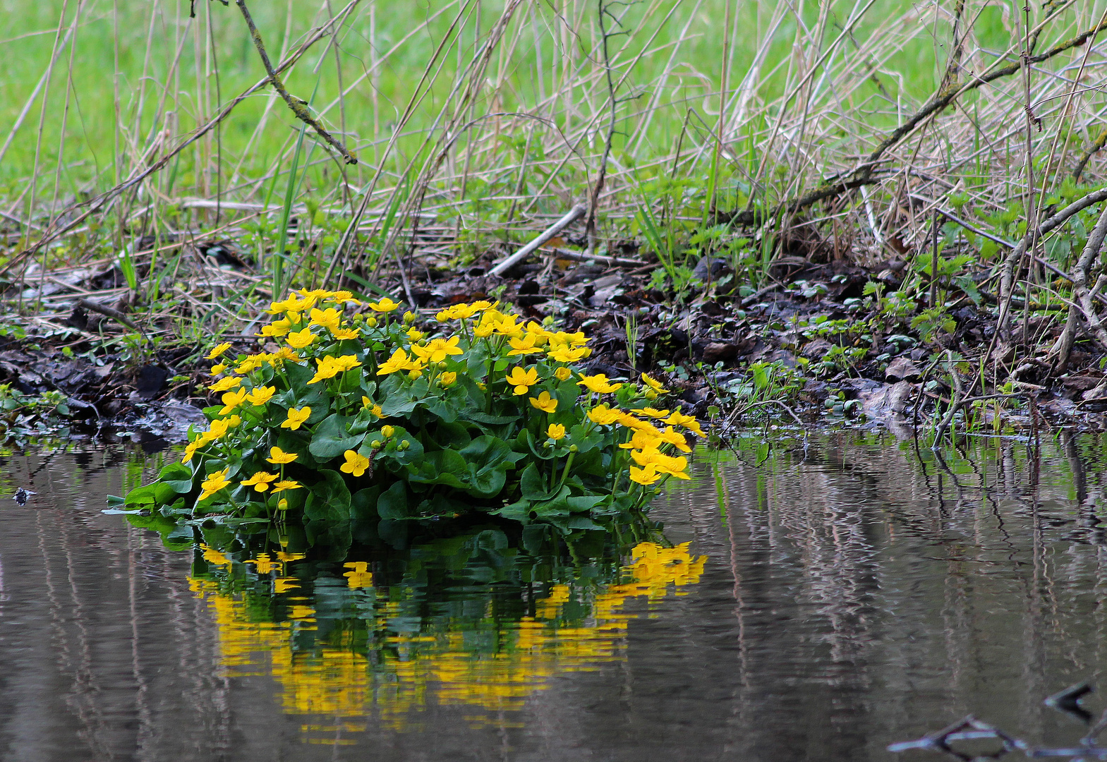 fleurs sauvages