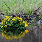 fleurs sauvages