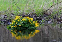 fleurs sauvages