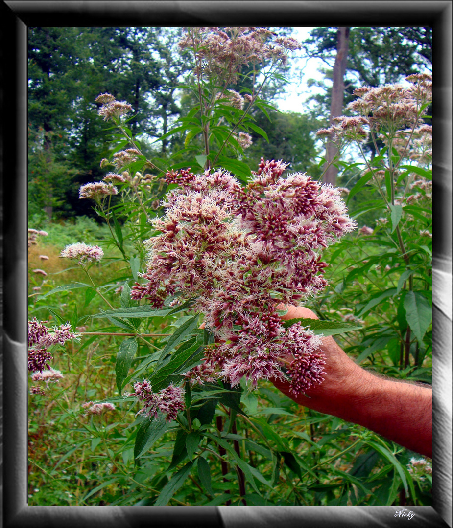 fleurs sauvages