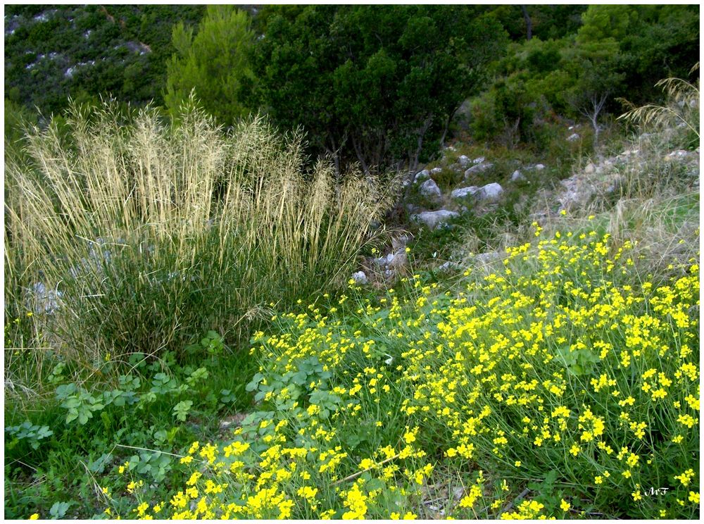 Fleurs sauvages en Provence