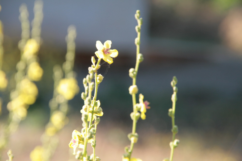 Fleurs sauvages II