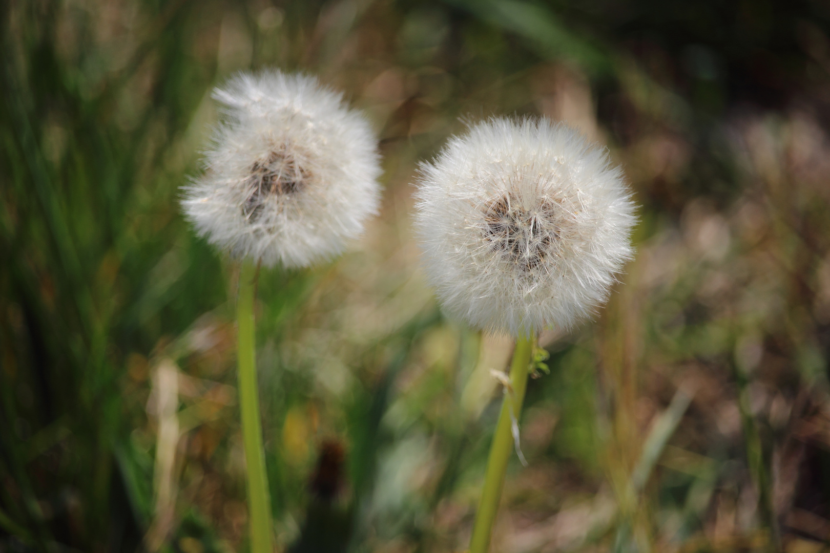 Fleurs sechées