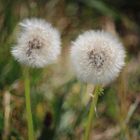 Fleurs sechées