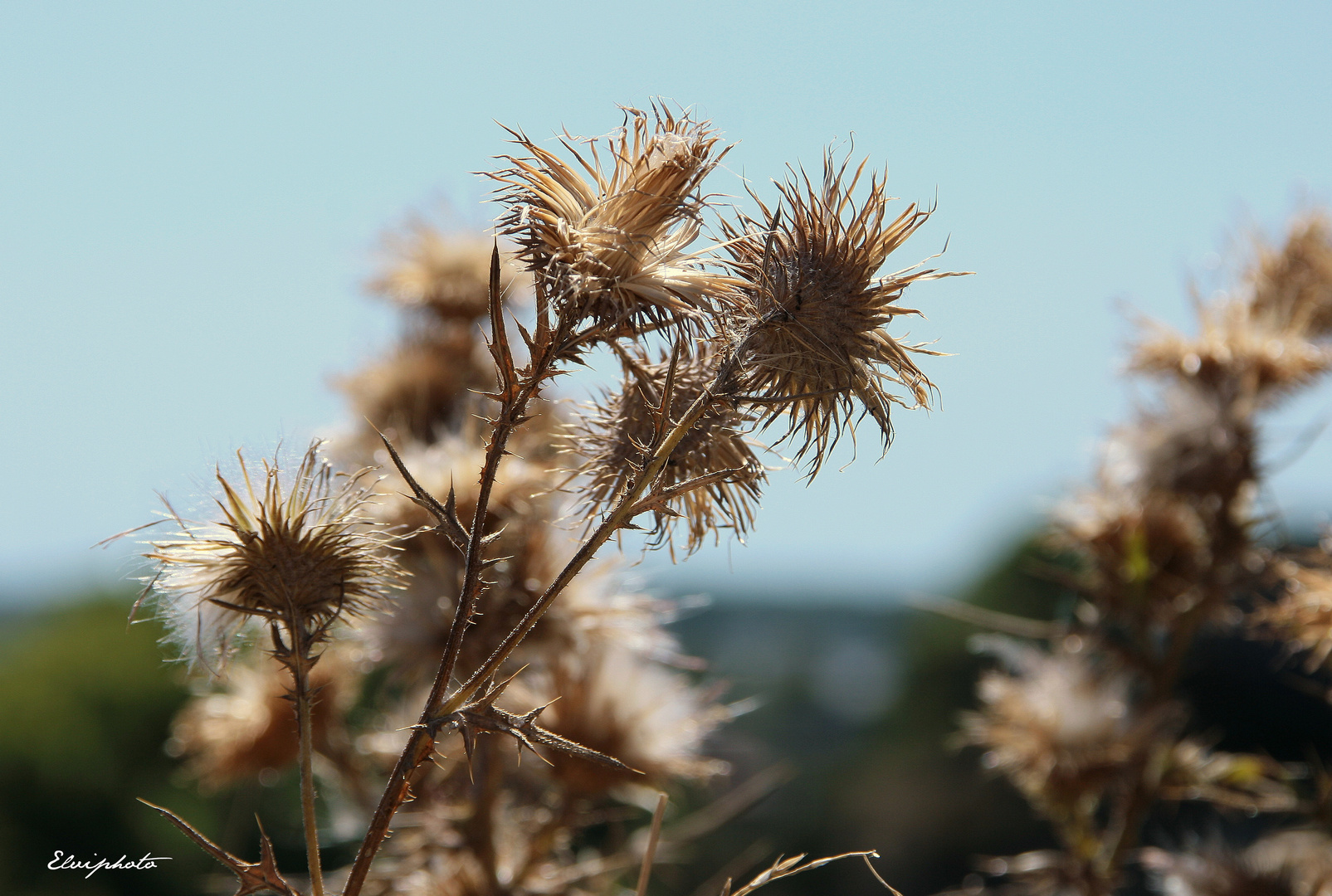 Fleurs sèches 