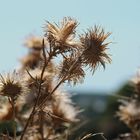 Fleurs sèches 