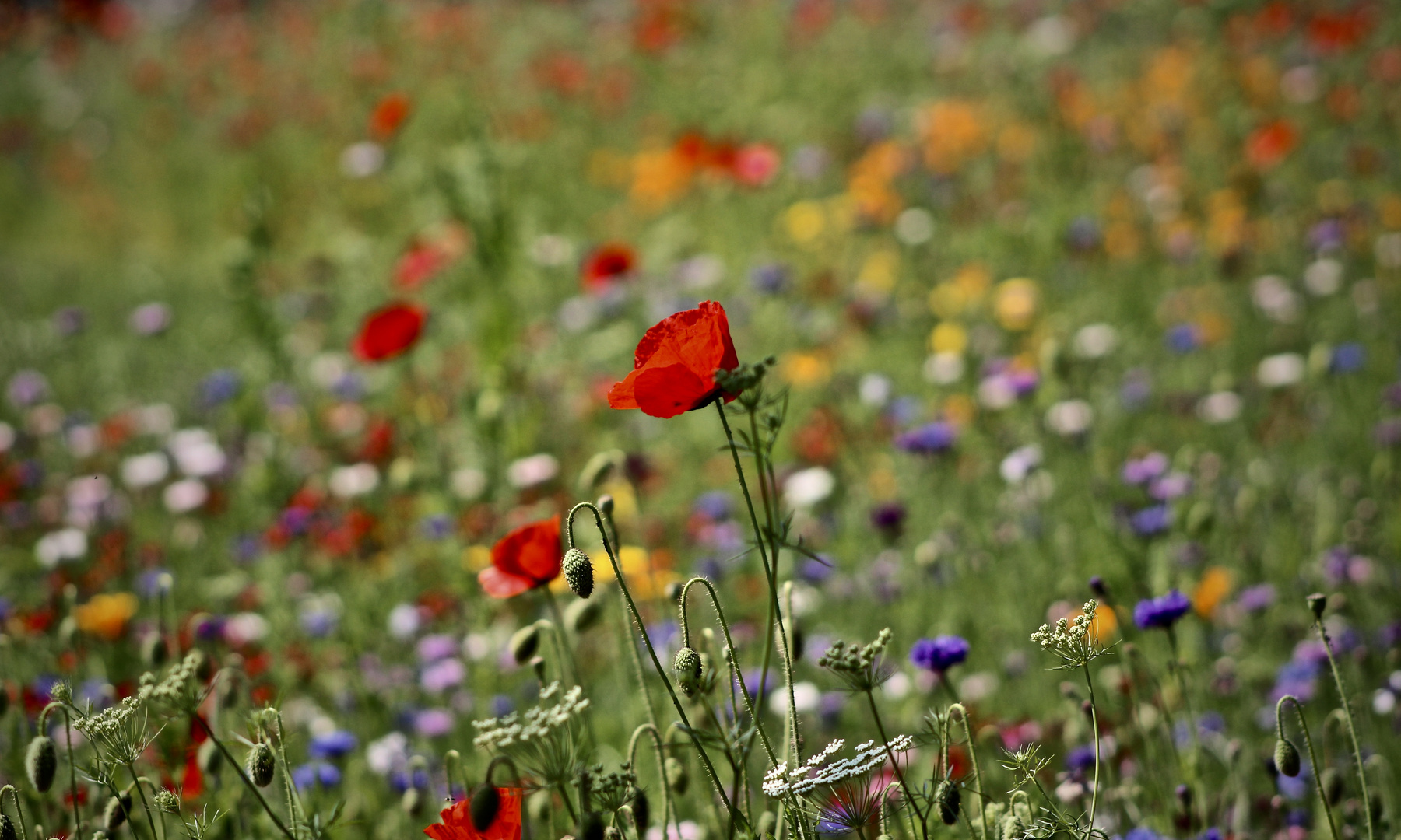 ...fleurs sur en rond-point à Dole -1- !!!...