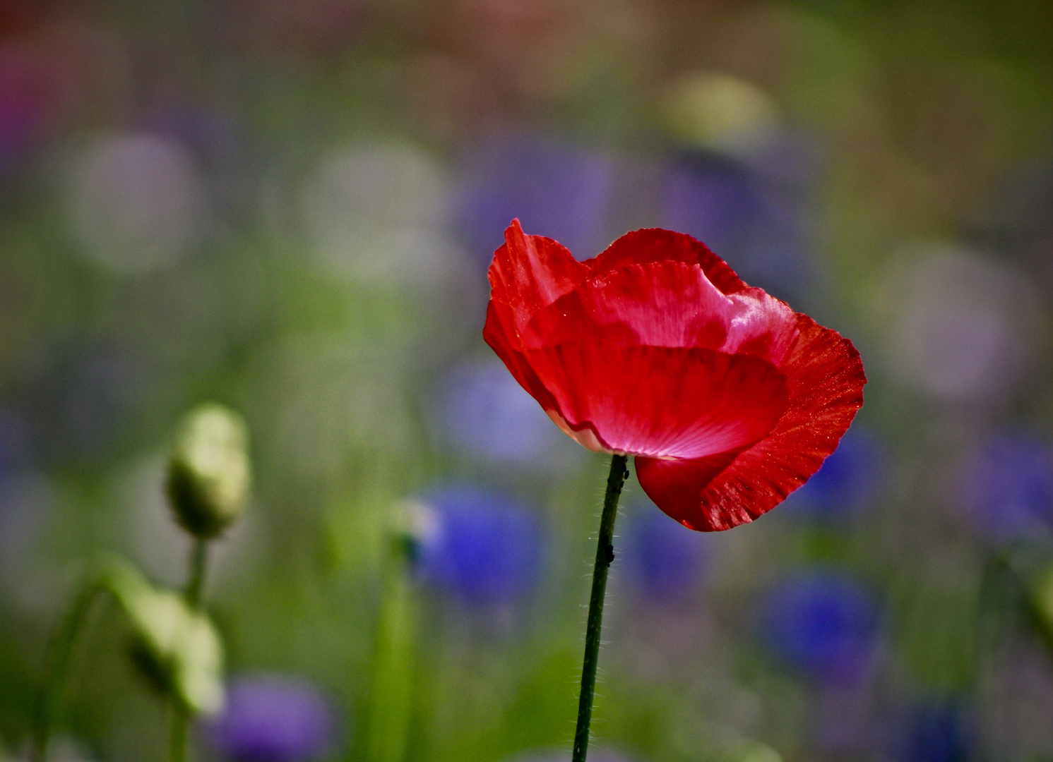 ...fleurs sur en rond-point à Dole !!!...