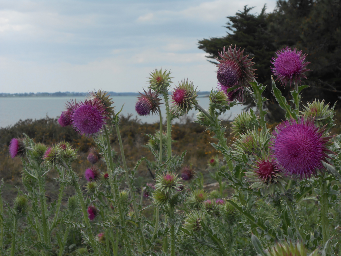 Fleurs sur la côte