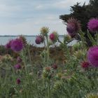 Fleurs sur la côte