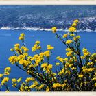 Fleurs sur mer