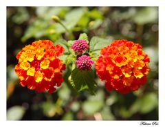 Fleurs symétriques