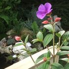 Fleurs Tibouchina