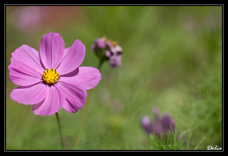 Fleurs violettes