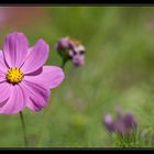 Fleurs violettes