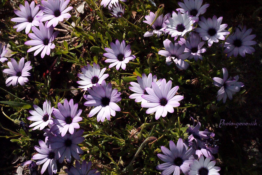 Fleurs violettes toutes mignonne.