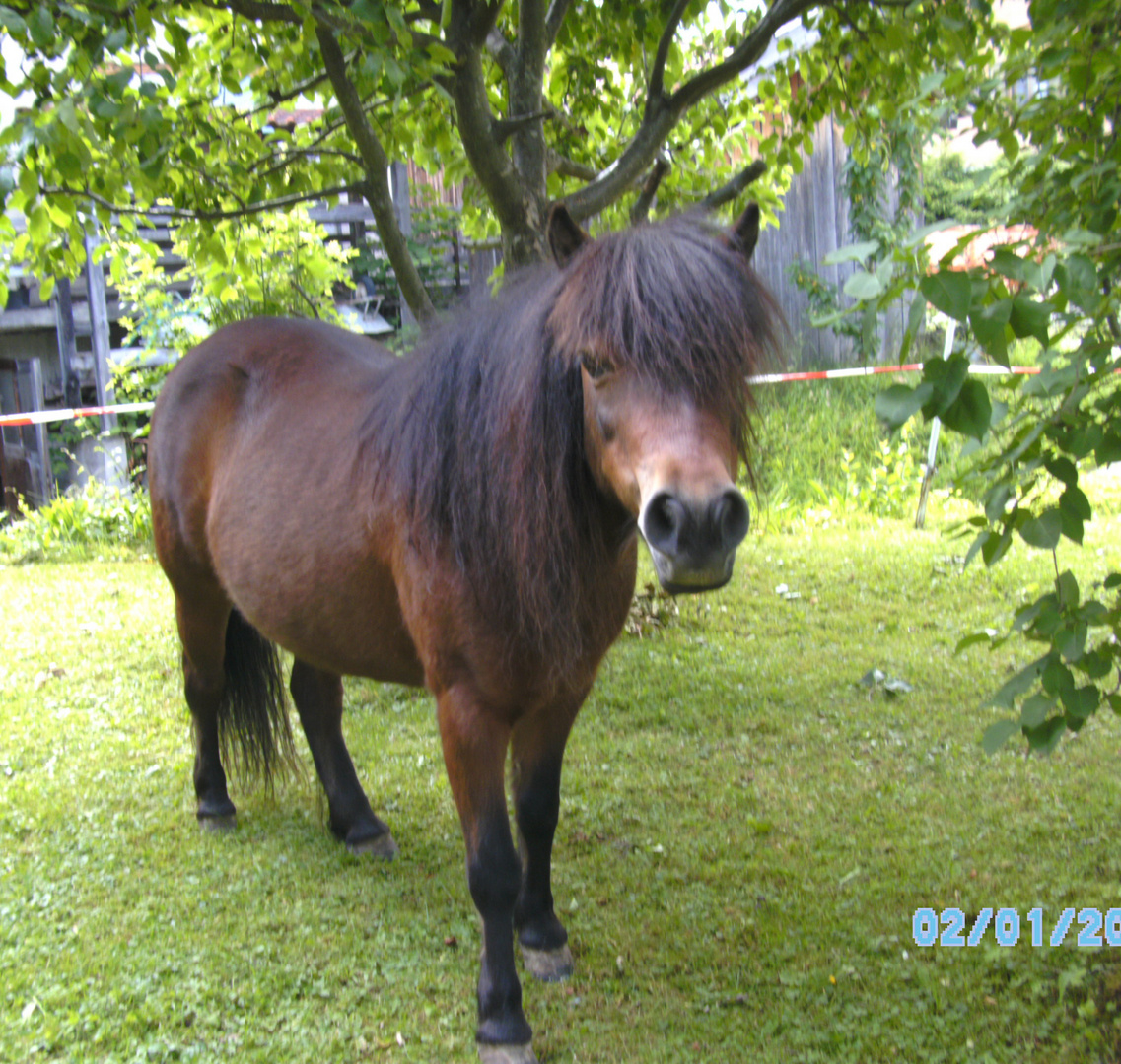 Flicka die kleine Zicke xD