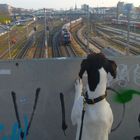 flicka watching the trains go by