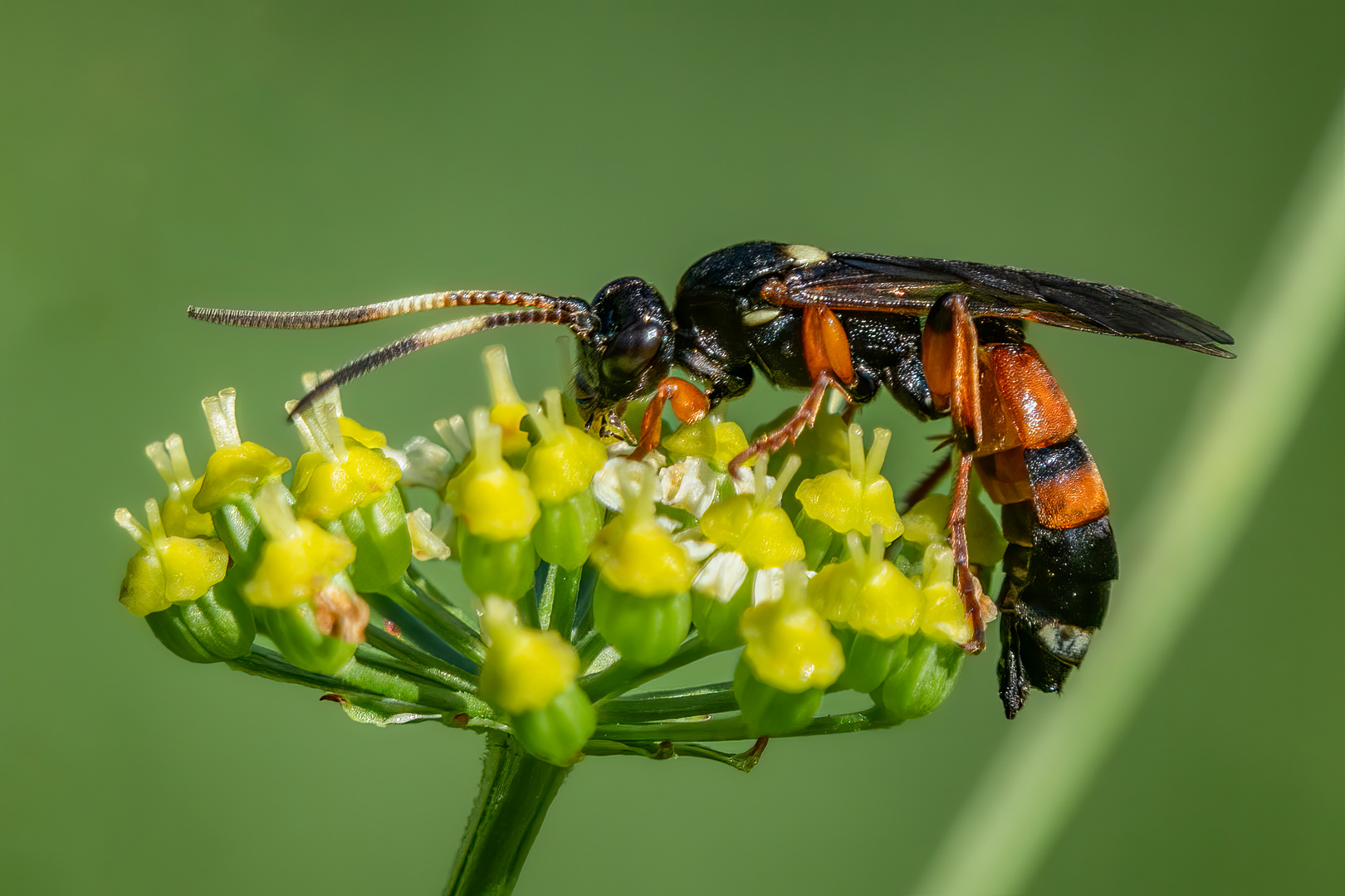 Flicken-Schlupfwespe (Ichneumon sarcitorius)