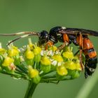 Flicken-Schlupfwespe (Ichneumon sarcitorius)